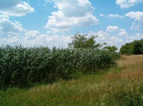 Rezervatia Naturala Dunele De Nisip De La Foieni poza